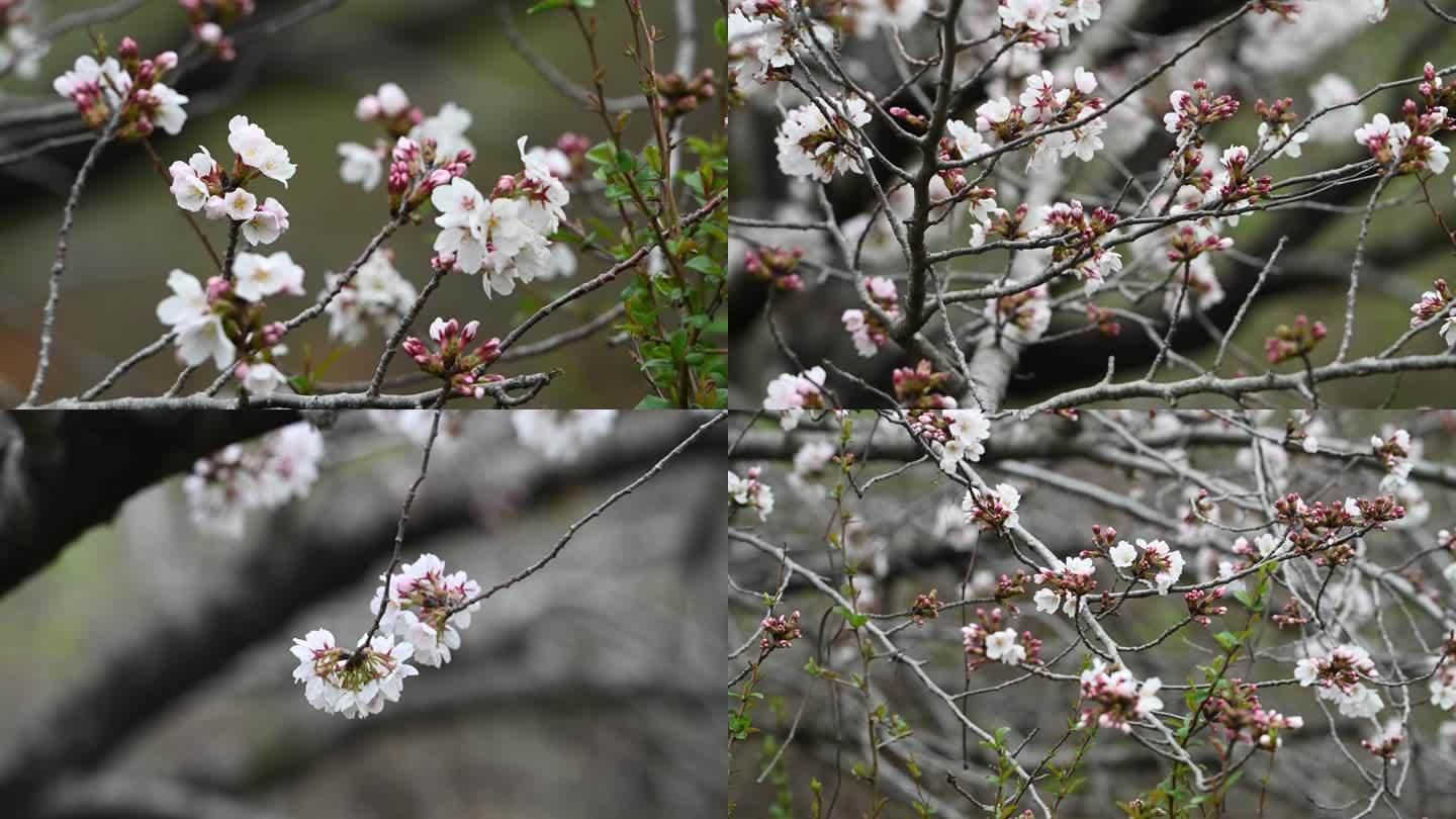 樱花特写实拍