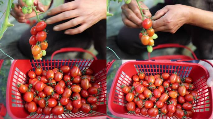 小番茄采摘红珍珠番茄