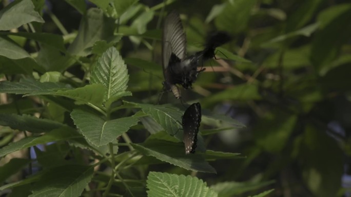一对大海伦蝶和普通的乌鸦蝶在绿叶植物周围飞舞