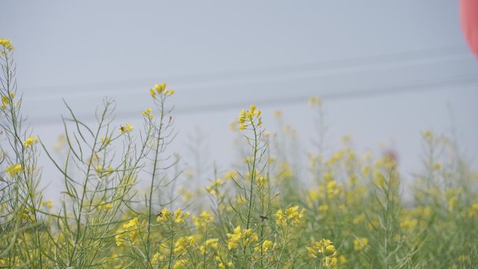 春天 油菜花田 红旗飘扬