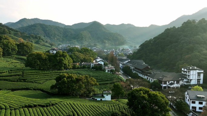 杭州梅家坞西湖龙井茶航拍