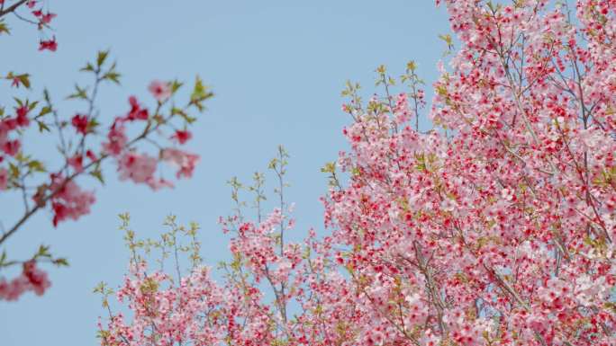 游客赏樱花、春天樱花盛开