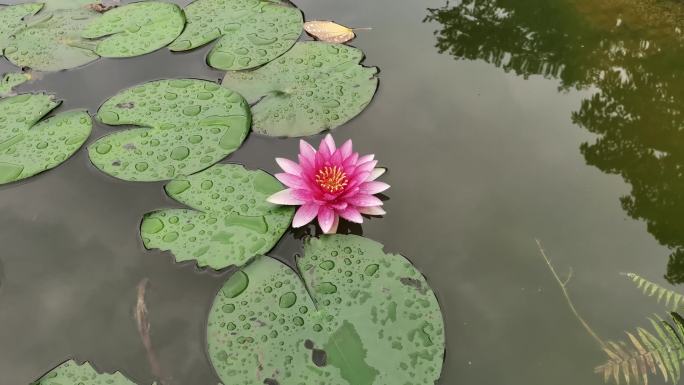 雨后池塘中的睡莲