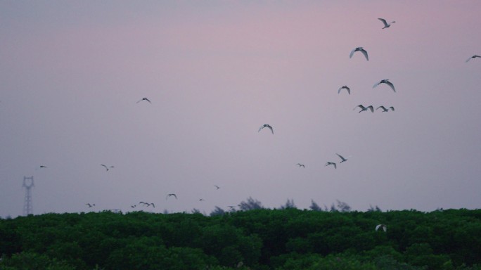 清晨湿地鸟飞-高速摄影