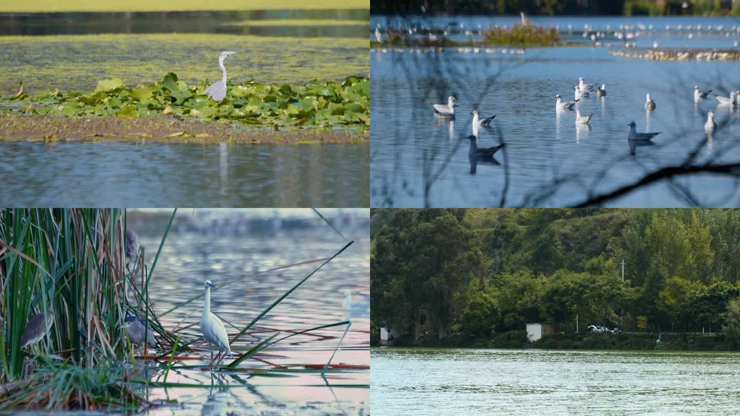 湿地 自然生态 鸟类 野生动物 大健康
