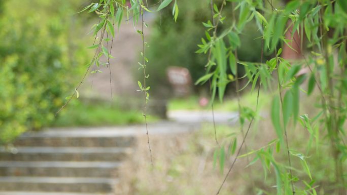 春日氛围感实拍小清新空镜头