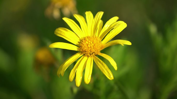 路边的野花黄色的小花唯美小清新雏菊