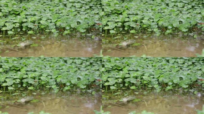 金钱草、铺地莲