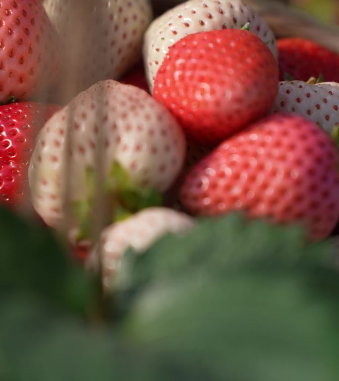 竖屏-草莓