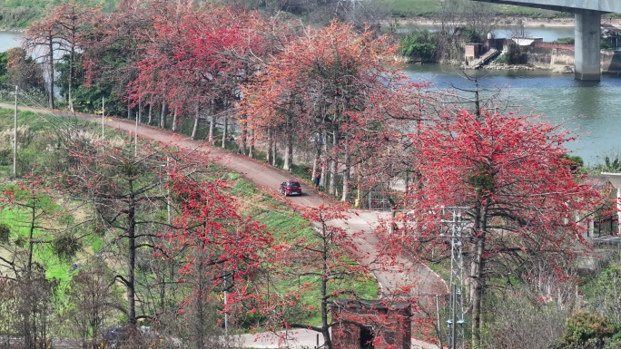 中国广东省佛山市顺德区北水堤围路木棉花