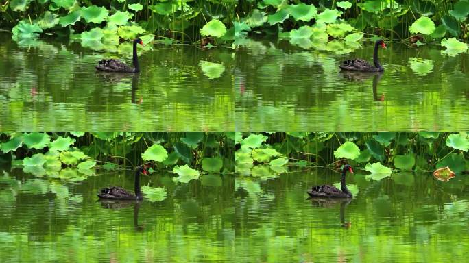 荷花池塘和黑天鹅