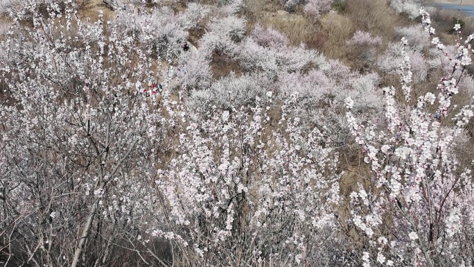 高清实拍北京园博园桃花谷桃花盛开