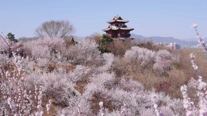 高清实拍北京园博园桃花谷桃花盛开