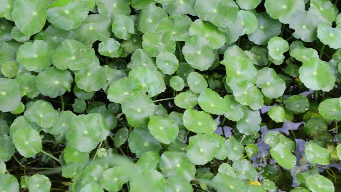 金钱草、铺地莲