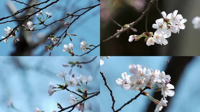 平坝樱花