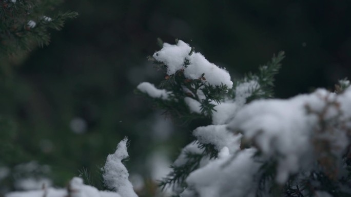 雪压枝头特写