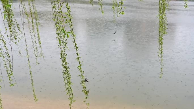 春雨贵如油