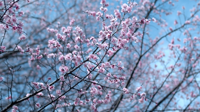 唯美特写花视频素材