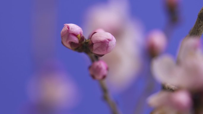 花瓣 花蕊 桃花特写  花骨朵 含苞待放