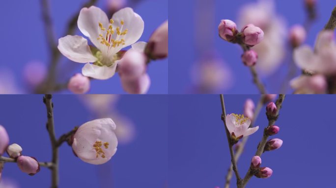 花瓣 花蕊 桃花特写  花骨朵 含苞待放