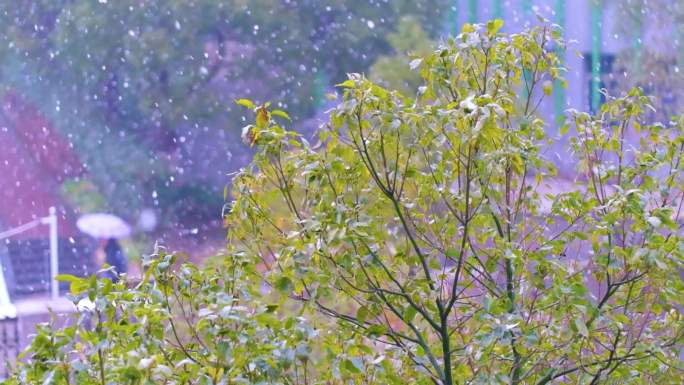 冬天下雪天雪景升格风景风光美景特写素材