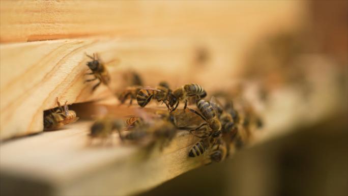蜜蜂在蜂箱外