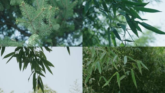 竹子 植物 绿色