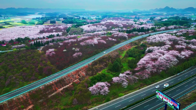 最美沪昆高速公路旁的花海清镇万亩樱花园