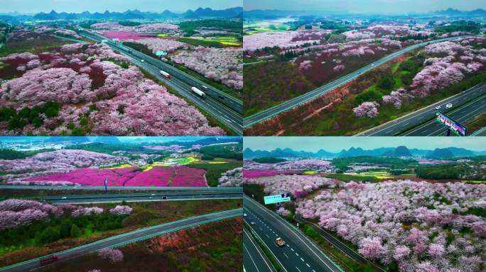 最美沪昆高速公路旁的花海清镇万亩樱花园