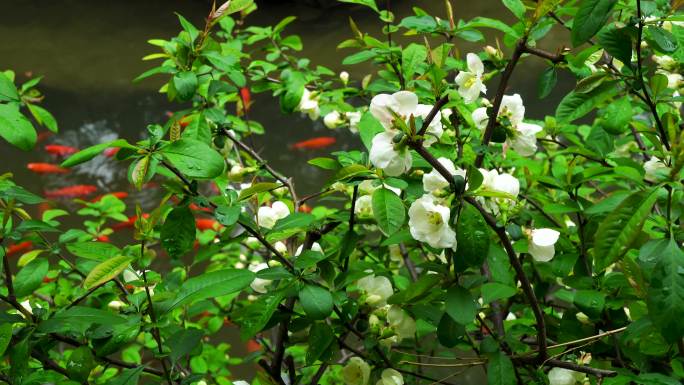 江南古典园林南京瞻园庭院透过海棠花看锦鲤