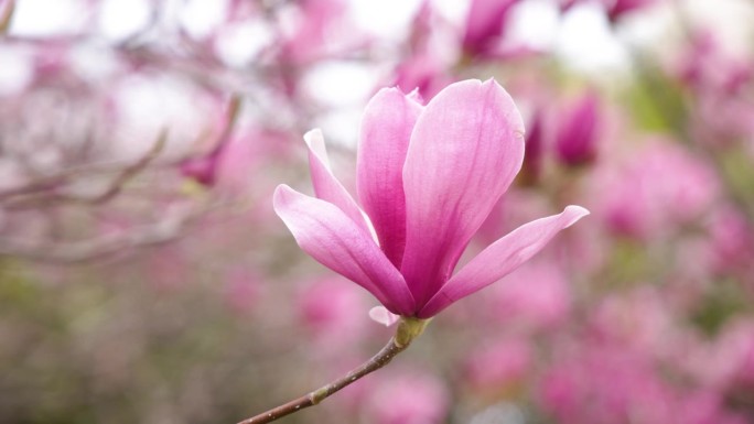春天的木兰花盛开的鲜花赏花季节玉兰花开