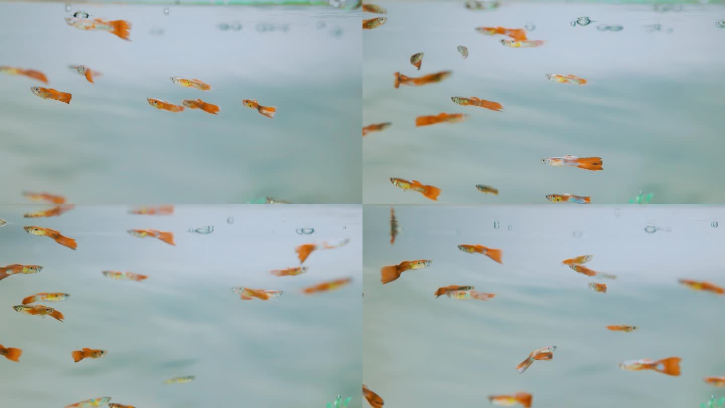 金鱼孔雀鱼在鱼缸里游动