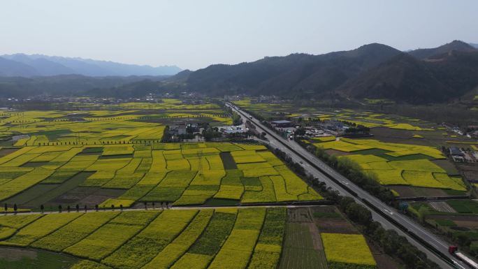 油菜花