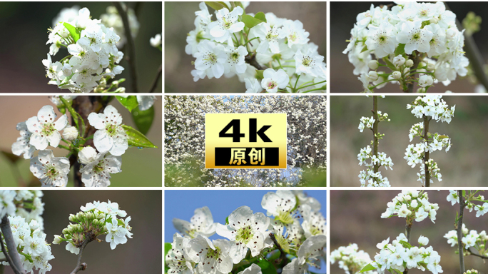 梨花雨水立春花开