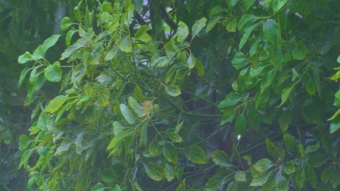 城市下暴雨倾盆大雨下雨天雨水雨滴植物树叶