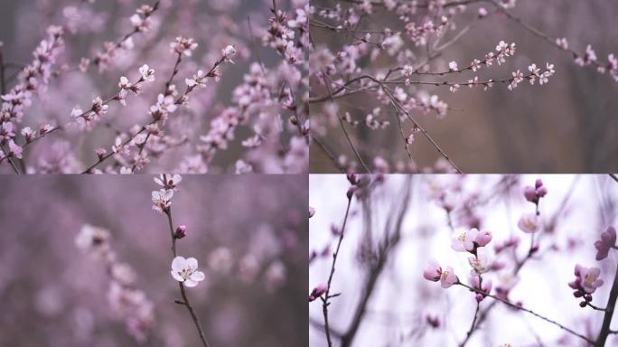 春天桃花盛开  花骨朵 含苞待放