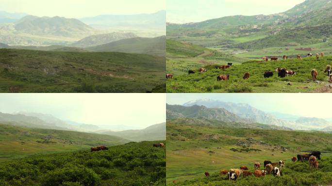 牛群阿勒泰牧场放牧自然