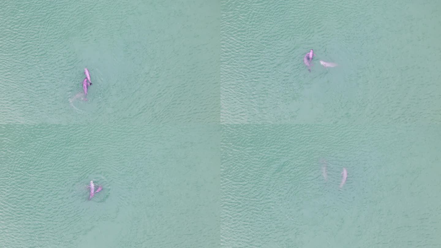 无人机航拍江豚一家三口4K素材