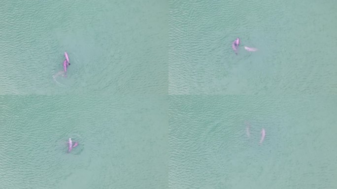 无人机航拍江豚一家三口4K素材