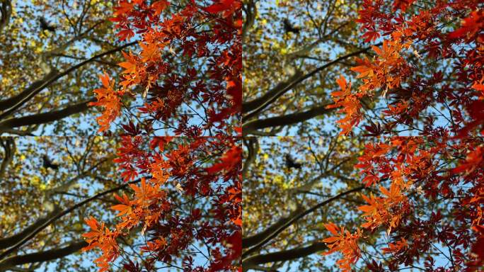 秋天随风摆动的红枫叶子特写