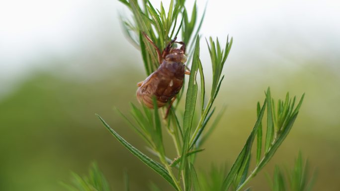 蝉蜕 蝉壳在植物上