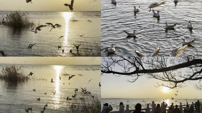 平顶山白龟湖 夕阳湖边白鸥 人群湖边喂鸟