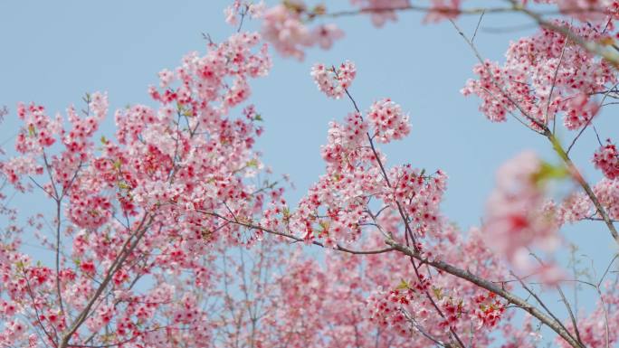 春天赏樱、春天樱花