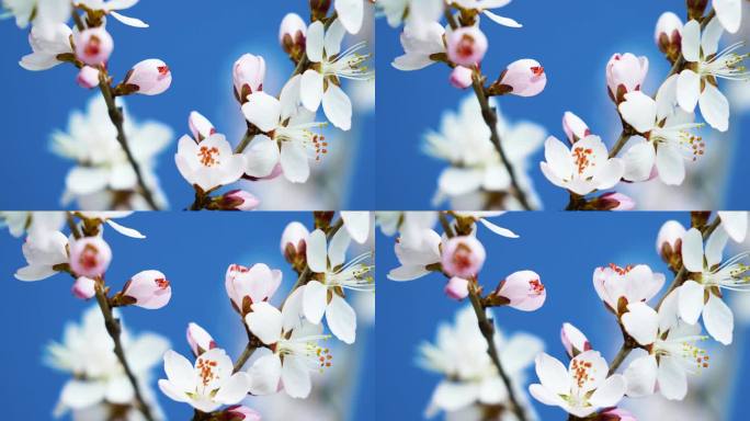 春天桃花花开 花开特写 花开延时