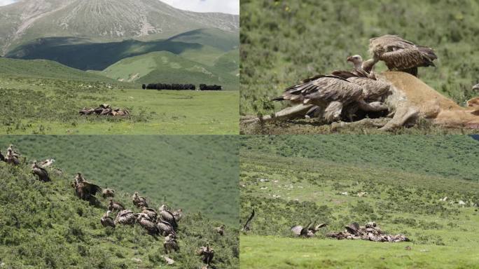 饥饿的高原野生秃鹫群 集体进食 牦牛围观