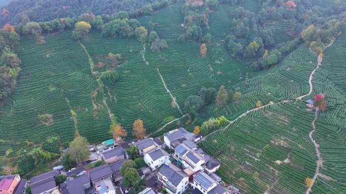 唯美杭州西湖龙井茶文化景区航拍茶园地茶叶