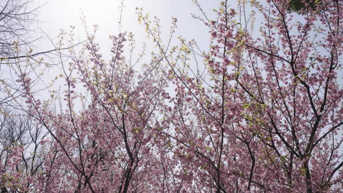 中山植物园樱花