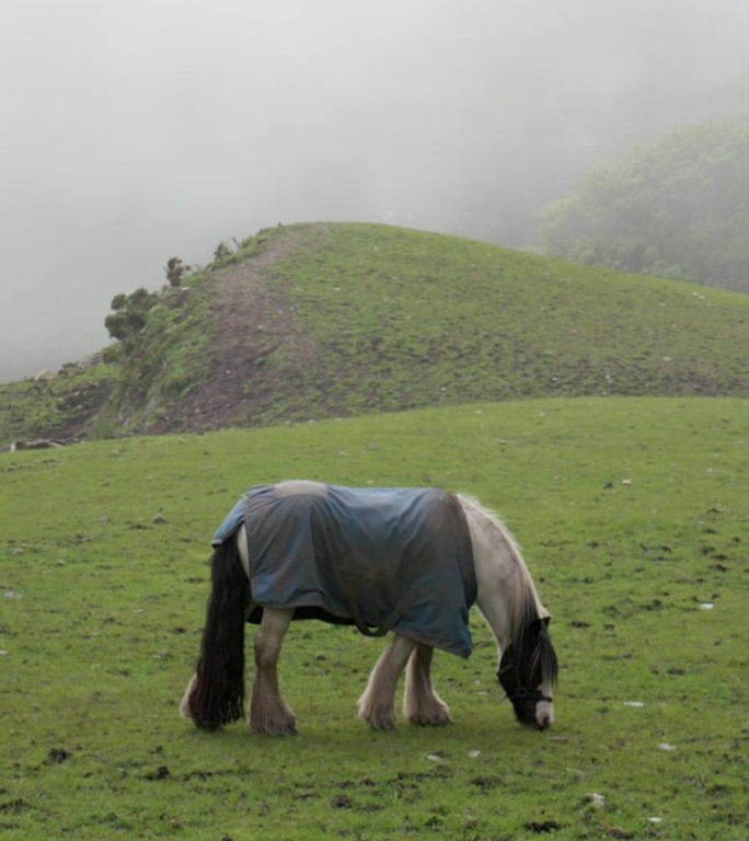 一匹披着蓝毯子的马在吃草时享受着雾蒙蒙的绿色田野的郁郁葱葱的环境。垂直视频。