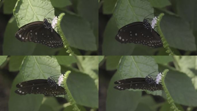 翅膀上有白点的黑蝴蝶以白花的花蜜为食。