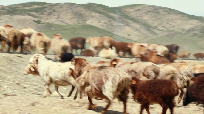 山羊羊群放牧草原